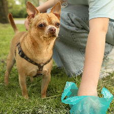 dog with person using poop bag to pick up